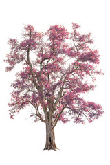 Aufkleber - isolated big tree with pink leaves