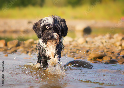 do havanese swim