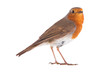 European robin (Erithacus rubecula)