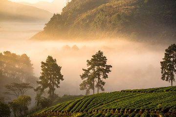 Wall Mural - sunrise at strawberry field at doi angkang , chiang mai , thailand.