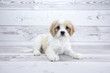 Cavachon with white wood background 