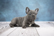 French Bulldog with cloudy dark blue and white wood background 