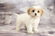 Cavachon with gray marbled background 