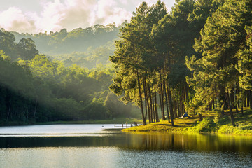 Wall Mural - beautiful view reflection of pine forest in lake