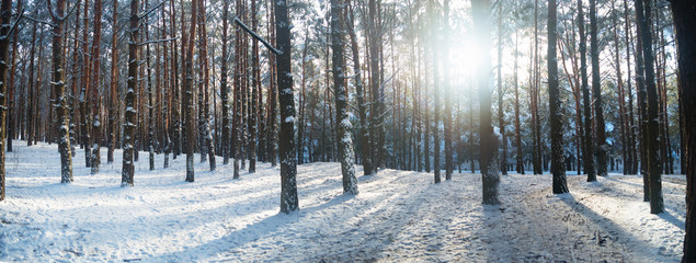 Canvas Print - sunset in winter forest