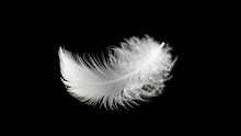 Close Up White Bird Feather,soft And Sooth Feather For Comfortable Bed Concept.
