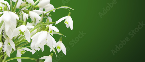 Zdjęcie XXL Łąka z delikatnymi kwiatami na wiosnę