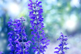 Fototapeta Lawenda - Beautiful Violet Flowers.little summer flower. Flowers In The Garden At Springtime. little purple flower.