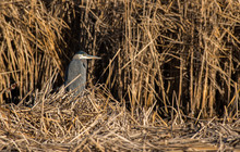 A Great Blue Heron In A Cattail Marsh
