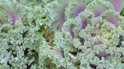 Wall Mural - Ornamental cabbage in flower field. Nature backgrounds..
