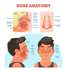 Poster - Nose anatomy medical vector illustration diagram.