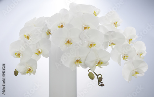 Dekoracja na wymiar  orchidea-phalaenopsis
