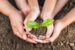 concept eco hand helping holding protection young plant