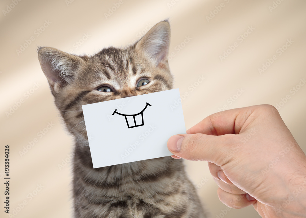 funny cat with smile on cardboard - obrazy, fototapety, plakaty 
