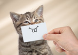 Fototapeta Koty - funny cat with smile on cardboard