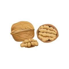 Poster - whole, half and peeled piece of walnut. cartoon nut icon. organic snack. cooking ingredient. design 