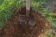 Shovel digs a hole for tree planting.