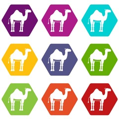 Wall Mural - Camel icon set color hexahedron