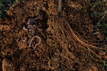 Roots of tree and worms on soil.