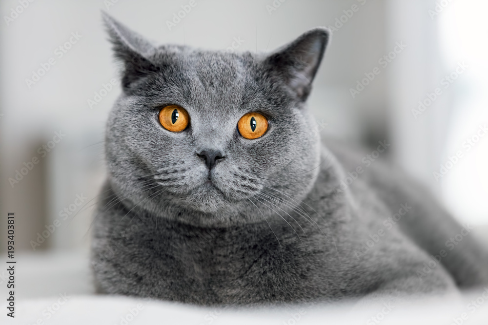 Cute grey cat laying on the sofa. - obrazy, fototapety, plakaty 