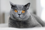 Fototapeta Koty - Cute grey cat laying on the sofa.