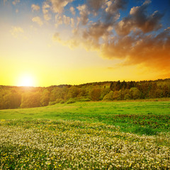 Wall Mural - Spring landscape with blooming dandelions on meadow at sunset.