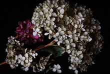 White And Pink Hydrangea Flowers On Dark Background Close Up