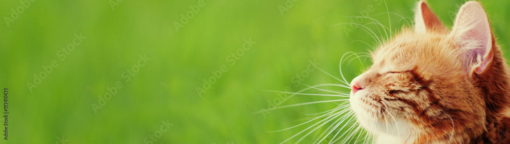 Banner with cat - web header template - website simple design - obrazy, fototapety, plakaty 