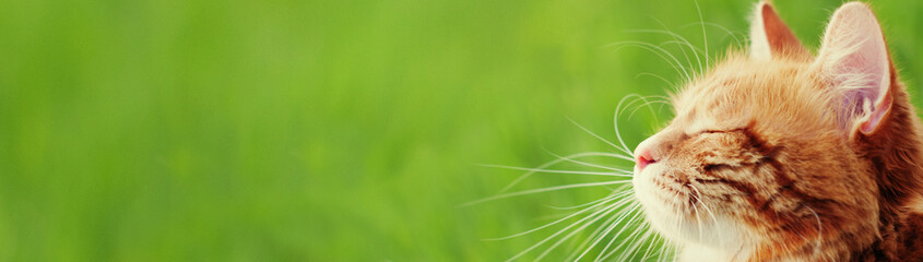 Wall Mural - Banner with cat - web header template - website simple design