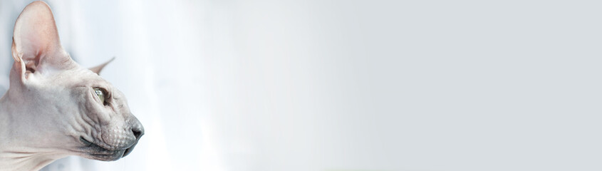 Wall Mural - Banner with cat - web header template - website simple design