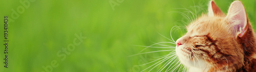 Photographie Banner with cat - web header template - website simple design