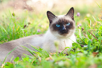 Wall Mural - Beautiful Siamese Purebred Cat with Blue Eyes playing in the Green Grass in Summer - Pets Care Concept