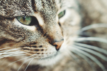Wall Mural - Beautiful Tabby Cat with Green Eyes - Pets Care Concept