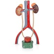 Plastic model of urinary system