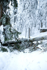 Wall Mural - Schwarzwald im Winter