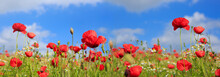 Poppies On Sky Background.