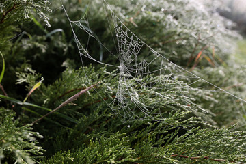 Closeup macro spider net on the plant in early morning with drops of water