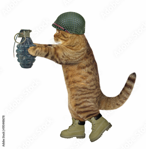 Fotografie, Obraz The cat soldier in an army helmet is holding a real grenade