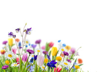 Wild Flowers In Grass Isolated