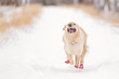 Dog in red boots running in winter