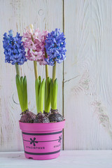 Sticker - beautiful blue and pink hyacinths in purple pot on white paint wooden background, vertical picture