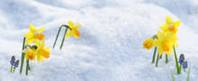 Osterglocken Im Schnee -- Hintergrund  -- Banner -- Panorama