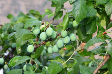 Beautiful Green Plum On A Branch In A Home Garden
