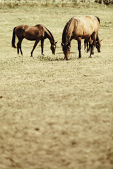 Poster - Two brown wild horses on meadow field