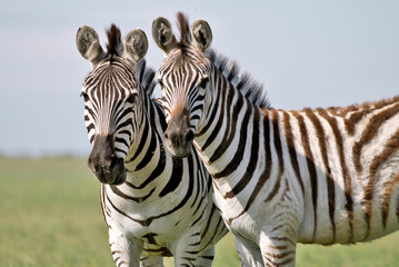 Two Zebras grazing on grass