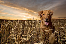 Golden Retriever In A Wheat Field