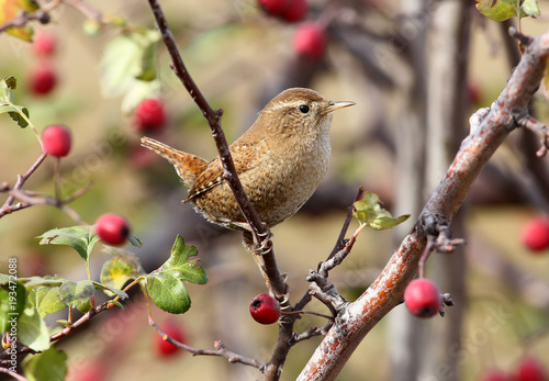 Cuadros en Lienzo Close up photo of eurasian wren sits on a branch wit bright red berries on beige