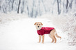 Young dog in a red sweater on a snowy trail