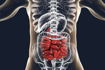 Poster - Human digestive system anatomy with highlighted small intestine, 3D illustration