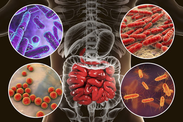 Poster - Intestinal microbiome, bacteria colonizing different parts of digestive system, Bifidobacterium, Lactobacillus, Enterococcus and Escherichia coli, 3D illustration